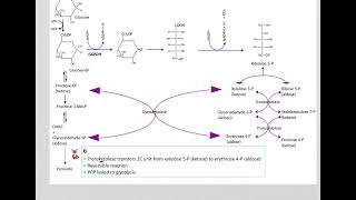 517 Understand not memorize metabolism Postprandial Pentose phosphate pathway [upl. by Pamelina]