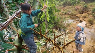 Single mother takes risks from rattan thorns to make a living [upl. by Eico612]