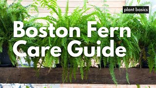 Boston Fern Care Guide [upl. by Assecnirp]