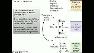 Medical Biochemistry Folate B12 and SAM 1 SKILDUM [upl. by Aikas]