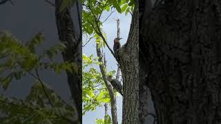 Male red bellied woodpecker with a chirping… baby Wow 🤯 [upl. by Leblanc38]