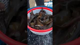 Singi Fish In Ghazipur fish Mandi Delhi shortvideo fishcutting rrrm [upl. by Rillis596]