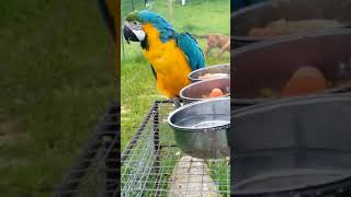 Guacamayo azul y amarillo ara ararauna blue and gold macaw [upl. by Prentiss728]