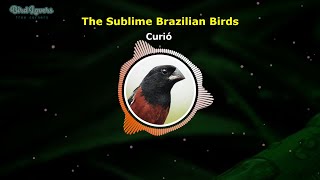 The Song of the Curió  Brazilian Birds  Bird Lovers [upl. by Ailerua]