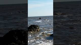 The Kasco shipwreck aka bird table 😄🌞 asmr silentvlog beach coastalviews beauty birds nature [upl. by Ajani]