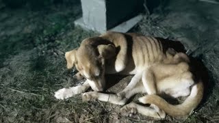 Crying in the frost the depleted dog begged his owner not to leave him [upl. by Manthei282]