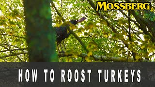 How to Roost Turkeys [upl. by Kostman]