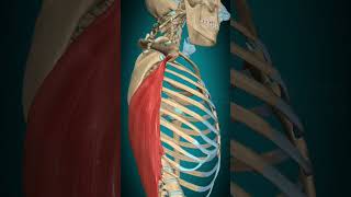 Latissimus dorsi muscle action Humerus Adduction anatomy muscle [upl. by Aicia]