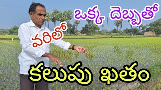 వరిలో ఒక్క దెబ్బతో కలుపు ఖతంsuccessful herbicides in paddyby karshaka nestham [upl. by Tsew]