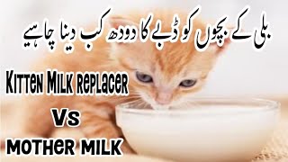 Milk replacer kittens ko dena chahye  Kon s kitten ko milk dena chye  snow ki dunya [upl. by Gati680]