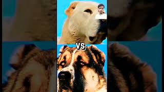 kankal dog vs cheetah dog viral cheetah kangal 🐆 [upl. by Harrison]