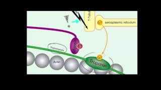 Tropomiozyna i troponina [upl. by Sand127]