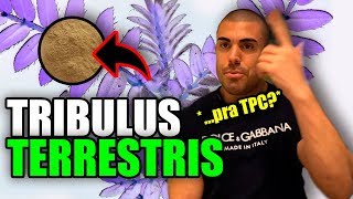 Tudo sobre tribulus terrestris [upl. by Airakaz278]