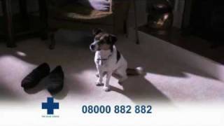 Blue Cross TV Advert  Dogs [upl. by Rhine]