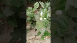 Jasmine plant short video [upl. by Lednek]