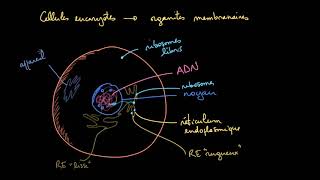 Les organites membranaires dans les cellules eucaryotes [upl. by Blalock]