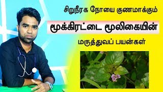 சிறுநீரக நோயை குணமாக்கும் மூக்கிரட்டை  boerhavia diffusa medicinal uses in tamil [upl. by Bolger]