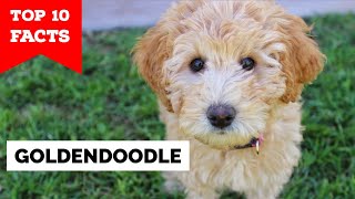 GoldenDoodle  Top 10 Facts [upl. by Lemyt]