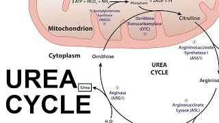 Urea Cycle [upl. by Eradis723]