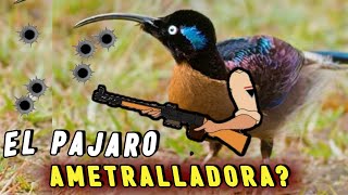 PAJARO AMETRALLADORA 😨 ¡Asusta hasta Soldados por su Canto EXTRAÑO [upl. by Aihsyt]