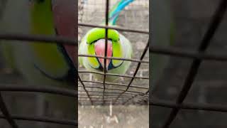 Prank parrot 🦜 cute 🥰 [upl. by Rox]