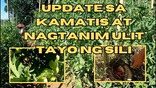 UPDATE SA KAMATIS AT NAGTANIM ULIT TAYO NG SILI [upl. by Rramaj]