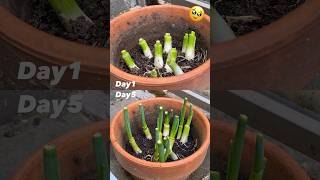 Scallions growing timelapse 🌱✨小蔥生長日記📔第五天的兩小時縮時攝影 scallion plants timelapse [upl. by Elum131]