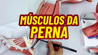 MÚSCULOS DA PERNA [upl. by Aitahs]