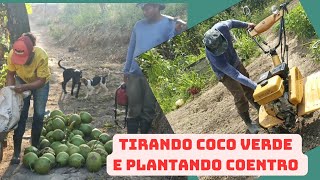 hoje foi dia de tira coco verde e planta coentro vidanaroça agrofamilia agro coentri [upl. by Nohsyt]