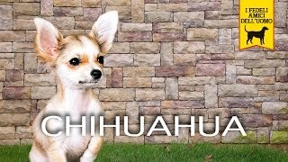 CHIHUAHUA trailer documentario razza canina [upl. by Bergh]