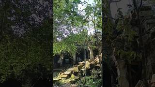 happy holiday temples cambodia shortsfeed shorts videos [upl. by Torie]