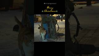 🐈❄️🎄⛺️ 💛  christmas solo camping [upl. by Silin]