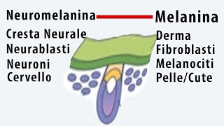 NeuromelaninaCresta neurale Neurablasti Neuroni Saluteneuromelaninatricologa [upl. by Enelloc]