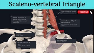 Scalenovertebral Triangle Situation Boundaries  Posterior wall  Contents  Structures in front [upl. by Bakki]