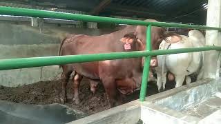 Ternak Sapi Brahman Cross  Sapi JUMBO 1 TON UP [upl. by Radack]