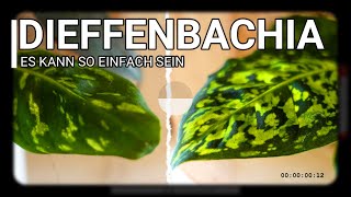 Diese Pflanze muss man haben Dieffenbachia  PFLEGEN UMTOPFEN amp VERMEHREN [upl. by Wilden235]