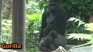 Cute gorilla baby 170 ゴリラの赤ちゃんが可愛い♥【Cute animal baby videos】【上野動物園】 [upl. by Paton123]