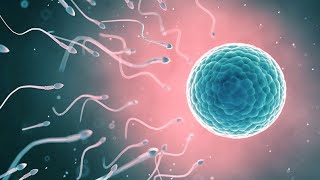 The Journey of Sperm and Egg The Fertilization Process  Pregnancy  Conception Explained in hindi [upl. by Valry]