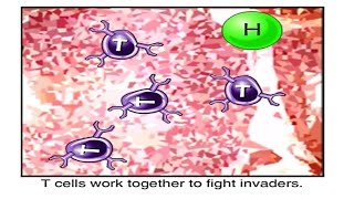 How Immune System Works Animation  Function of B and T Cells Immune Response to Virus Lymphocytes [upl. by Abisia]