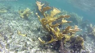 Cuba 2017  Memories Jibacoa  Snorkeling [upl. by Ulysses]