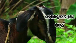 Paathummayude aadu short film [upl. by Akeit]