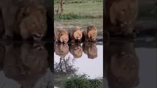 You Won’t Believe How These Lions Share a Drink [upl. by Vanthe26]