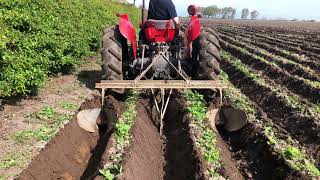 Ridging potato drills with a Massey Ferguson 35x and Ferguson drill plough [upl. by Bonner318]