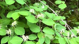 Rode kamperfoelie  Lonicera xylosteum  NL Bloeit  Planten van hier [upl. by Ahsaekal]