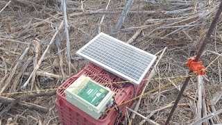 Gracias al cerco eléctrico pudimos meter las vacas a este potrero  Soy Francisco Vargas [upl. by Crenshaw]