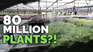 How To Grow MILLIONS of Plants a Year Plant Nursery Tour [upl. by Chantalle631]