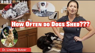 How Often Do Dogs Shed  Learn About dogs [upl. by Roderigo250]