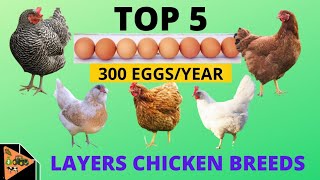 5 BEST LAYERS CHICKEN BREEDS THAT LAY UPTO 300 EGGS PER YEAR [upl. by Wetzel]