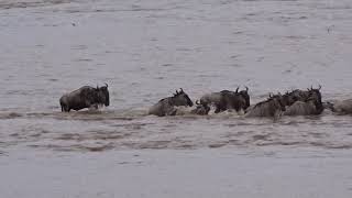 Wildebeest Vs Crocodile [upl. by Clava]