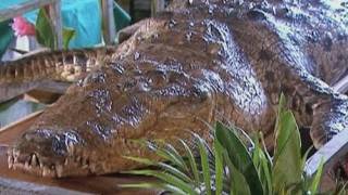 CROCODILE DEATH Costa Ricas most famous reptile dies [upl. by Anihc]